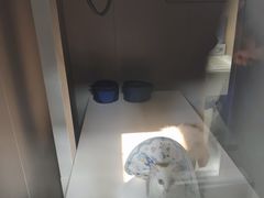 -瑞鹏宠物医院·骨科·猫科·内科(第一中心)