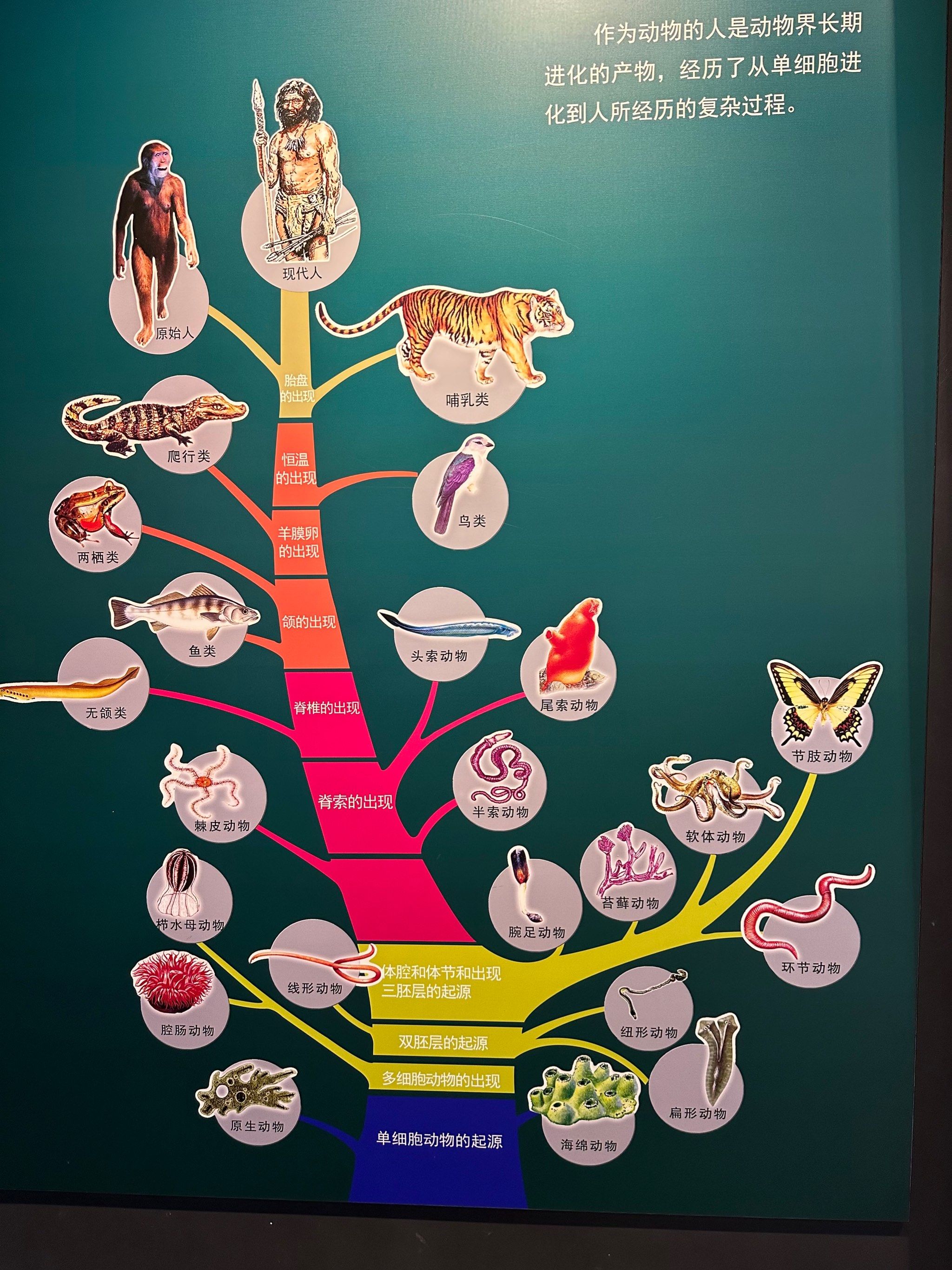 天天领红包马的进化过程