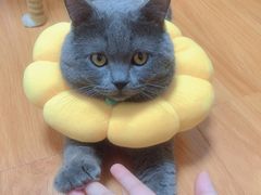 -伟伟宠物医院·CT影像中心·瑞派犬猫综合性门诊(汉口总院)