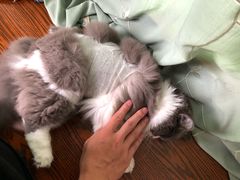 -美美宠物诊疗中心·异宠·骨科(滨江东信分院)