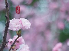 -天适樱花悠乐园