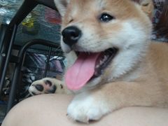 -柴犬高等学院·狗咖·柴犬售卖·宠物训练