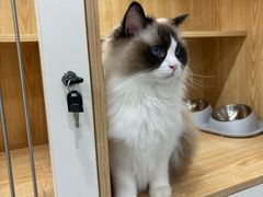 -爱洗澡的猫(天河路店)