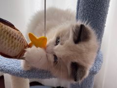 -猫十亿·布偶金渐层·曼基康矮脚猫舍(青年路店)