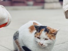 -西园寺
