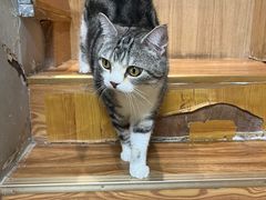 -MOCHA明星猫咖(田子坊店)