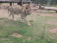 -西霞口神雕山野生动物世界