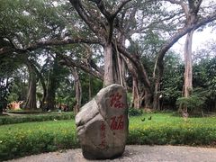 -瑞丽独树成林风景区