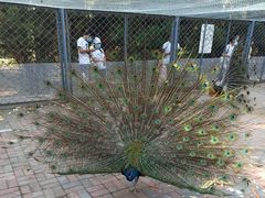 -长白岛森林公园