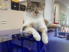 -伟伟宠物医院·CT影像中心·瑞派犬猫综合性门诊(汉口总院)