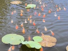 -昆山城市生态森林公园