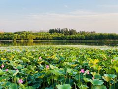 -大兴滨河森林公园