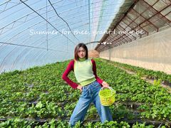 -昌平兴寿秀秀草莓采摘园