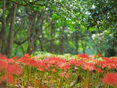 -杭州植物园