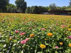 -必胜客(花园路宅急送店)