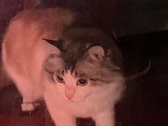 -伟伟宠物医院·CT影像中心·瑞派犬猫综合性门诊(汉口总院)