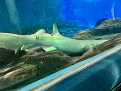 -上海海洋水族馆