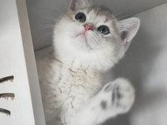 -东方名猫馆·英短金渐层布偶猫舍(环线广场1号楼店)