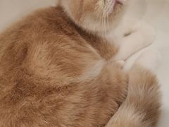 -飞行喵MR PILOT|猫舍·猫咖(静安大融城店)