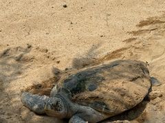 -广东惠东海龟国家级自然保护区
