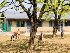 -西安秦岭野生动物园