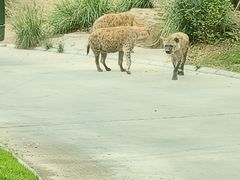 -北京野生动物园