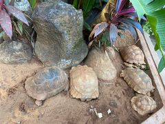 -海南热带野生动植物园