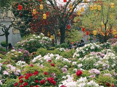 -曹州百花园