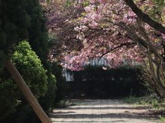 -洛阳白马寺