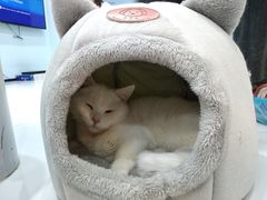 -糯米喵星人·撸猫猫舍咖啡馆(西市场嘉华店)