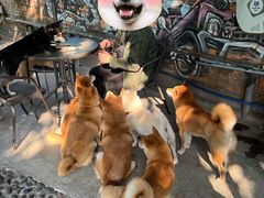 -柴犬高等学院·狗咖·柴犬售卖·宠物训练