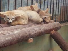 -昆明动物园