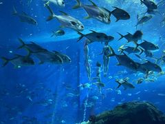 -上海海昌海洋公园