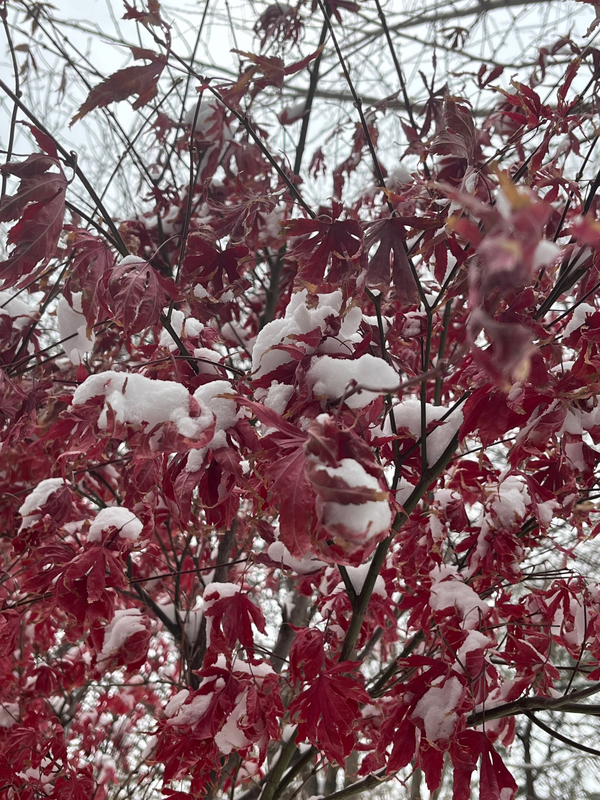 雪里红英图片