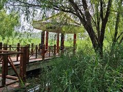 -滕州微山湖红荷湿地景区