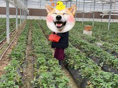 -喜杨洋草莓采摘园