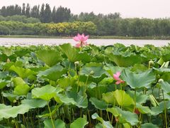 -大兴滨河森林公园