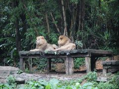-广州长隆野生动物世界