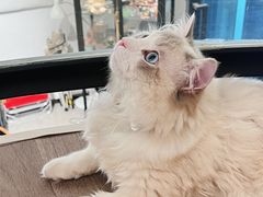 -NOTBAD 须时·咖啡馆