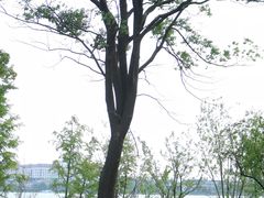 -金鸡湖桃花岛