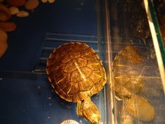 -灵龟之家百象馆(百象馆联合旗舰店)