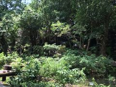 -绿光森林餐厅