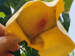 -老袁家蜜桃农场·阳山水蜜桃