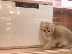 -钦宠·猫咪售卖·洗护·寄养(东圃旗舰店)