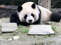 -都江堰中华大熊猫苑