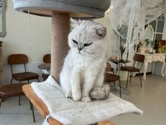 -共舞时光猫咖·狗咖(新街口店)