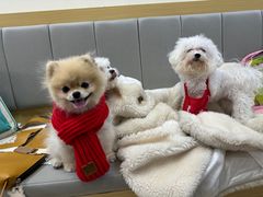 -美联众合动物医院·24h转诊中心