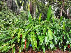 -中国科学院西双版纳热带植物园