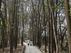 -火炉山森林公园