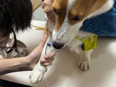-谐和贝康宠物医院24小时·宠保定点(急重症转诊中心)